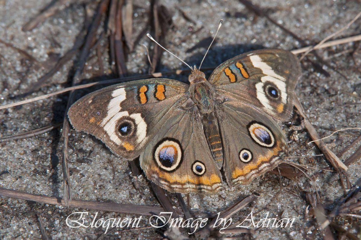 Common buckeye