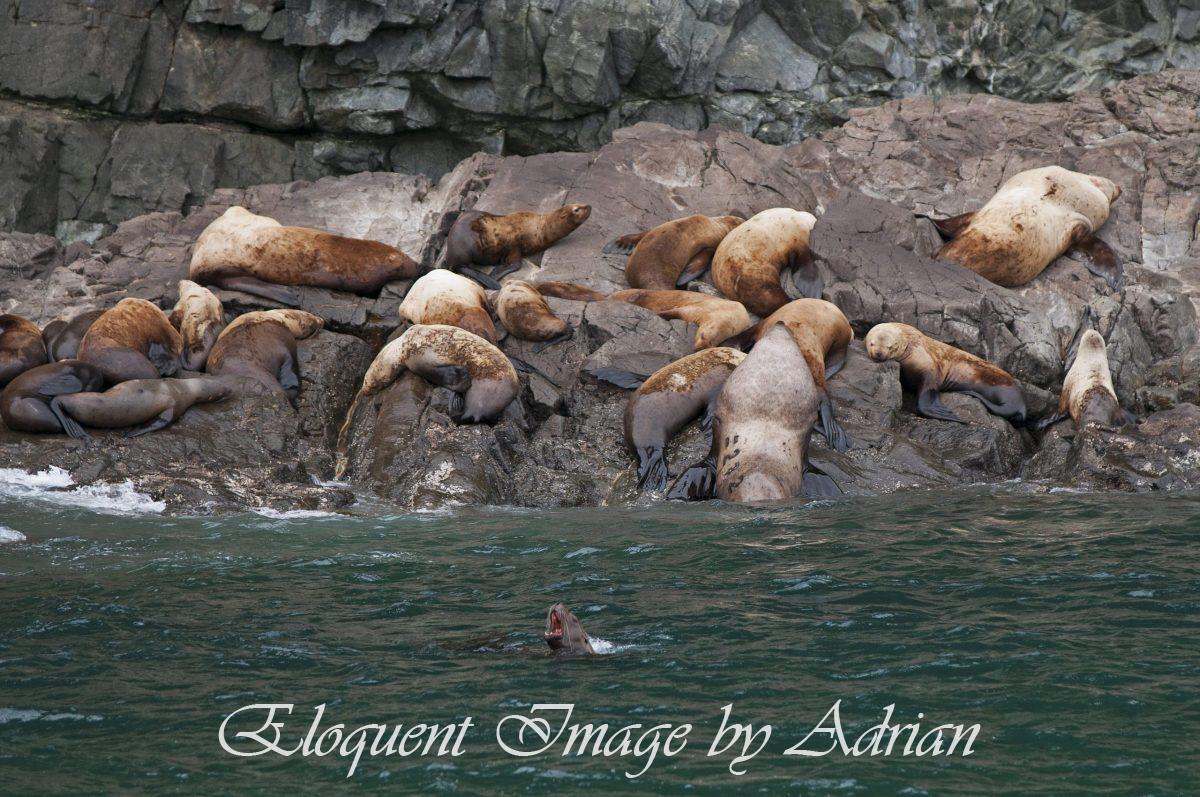 Steller Sealions (AK)