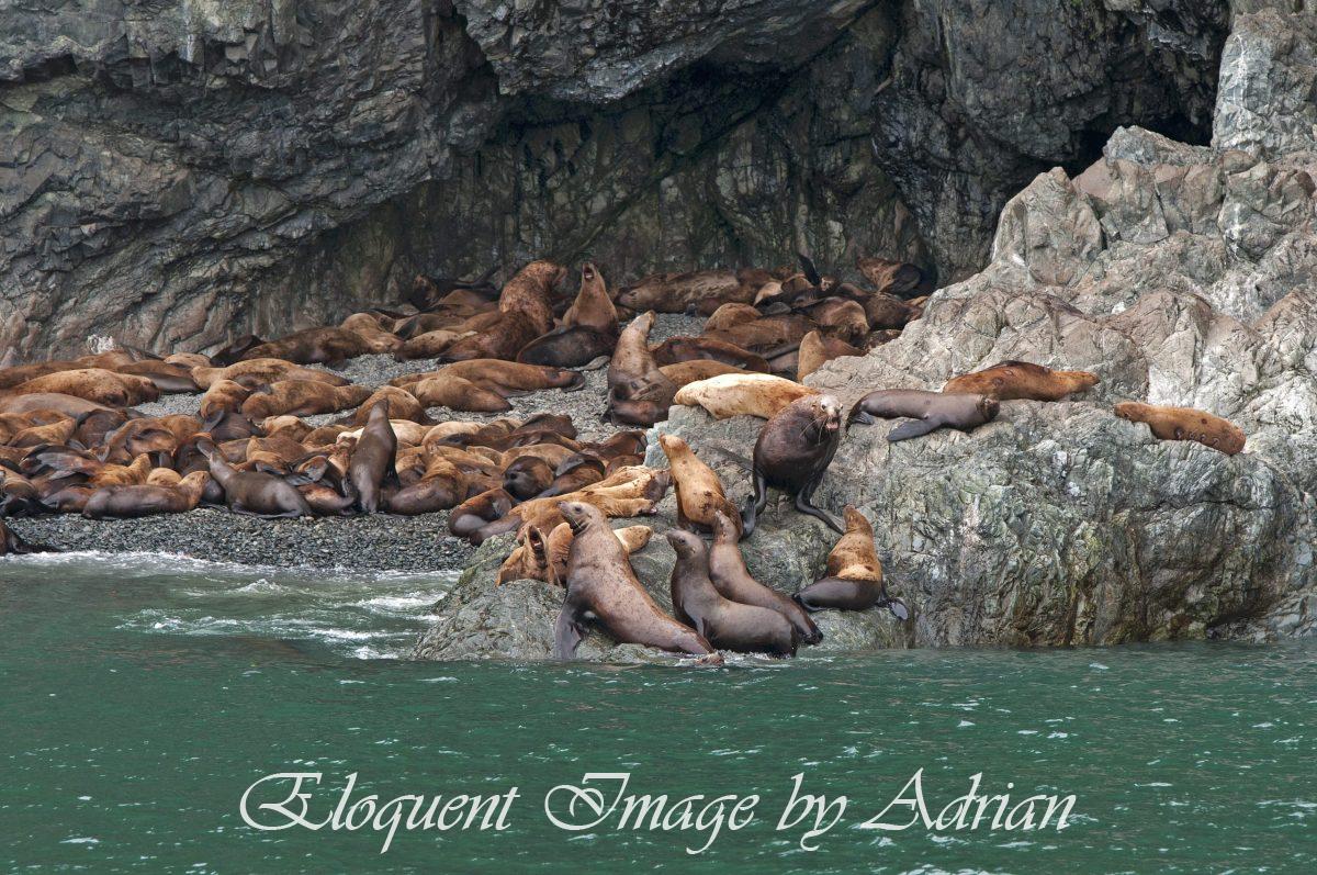Steller Sealions (AK)