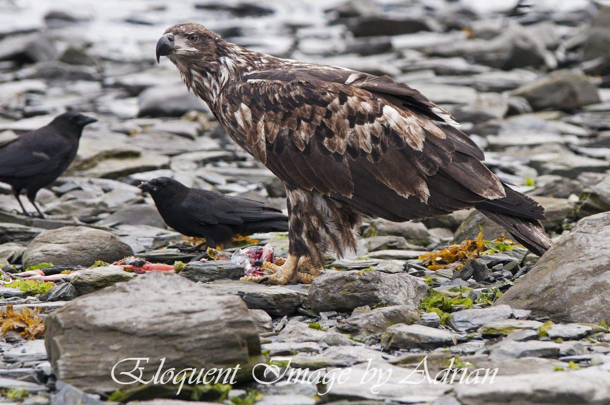 Bald Eagle (Juvenile)
