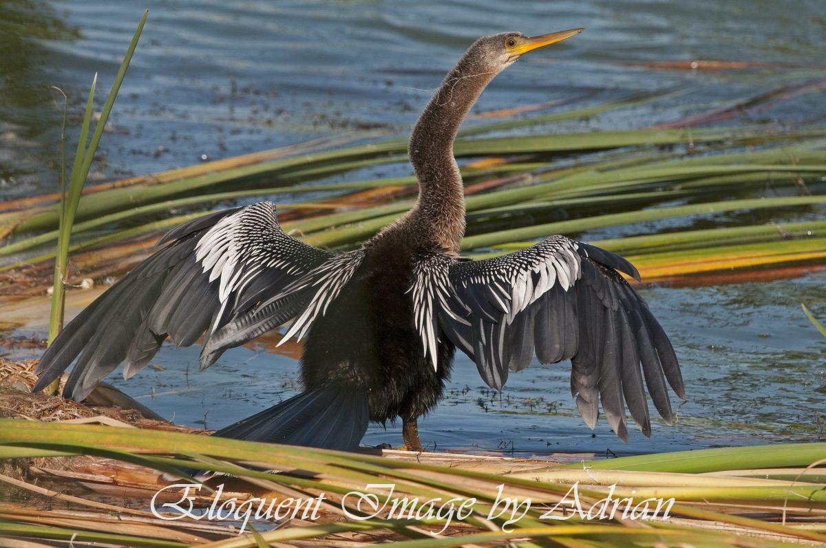 Anhinga