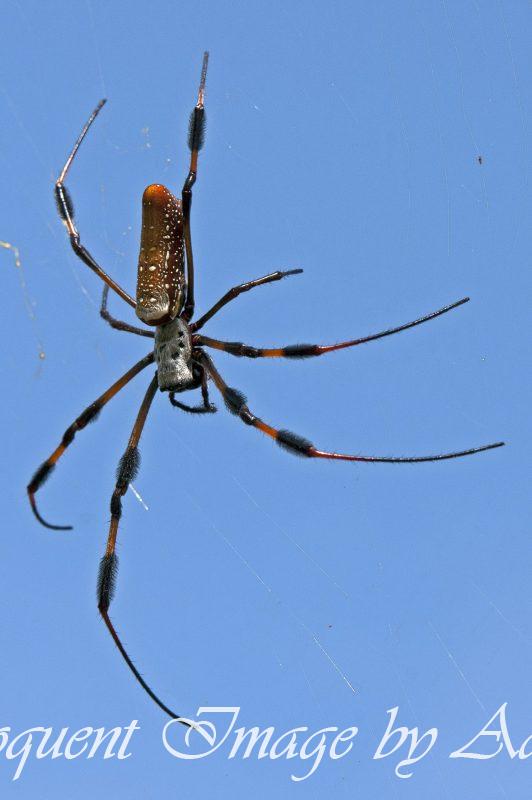 Golden-silk Spider