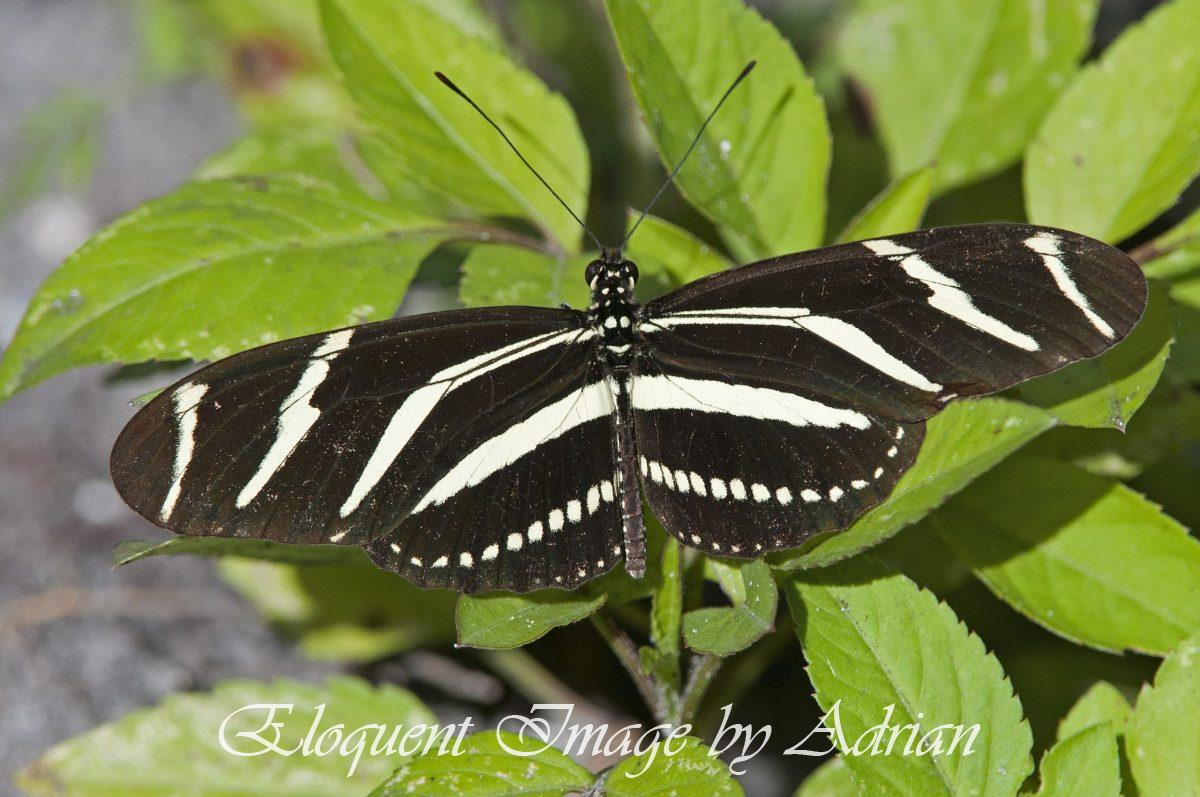 Zebra Longwing