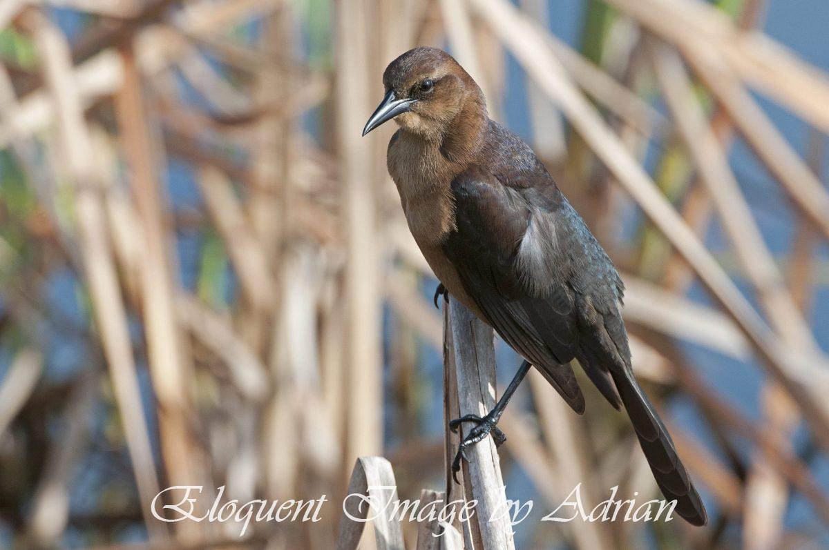 Boat-tailed Grackle