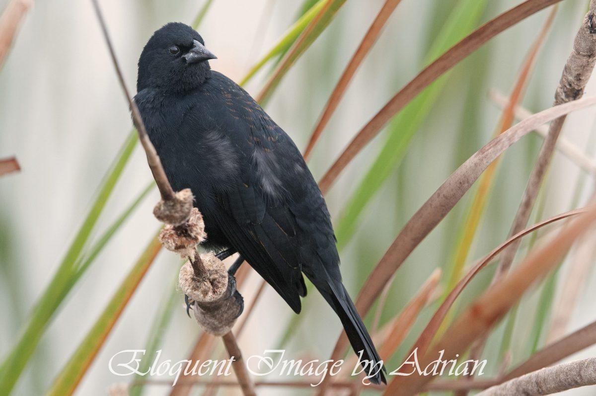 Red-winged Blackbird