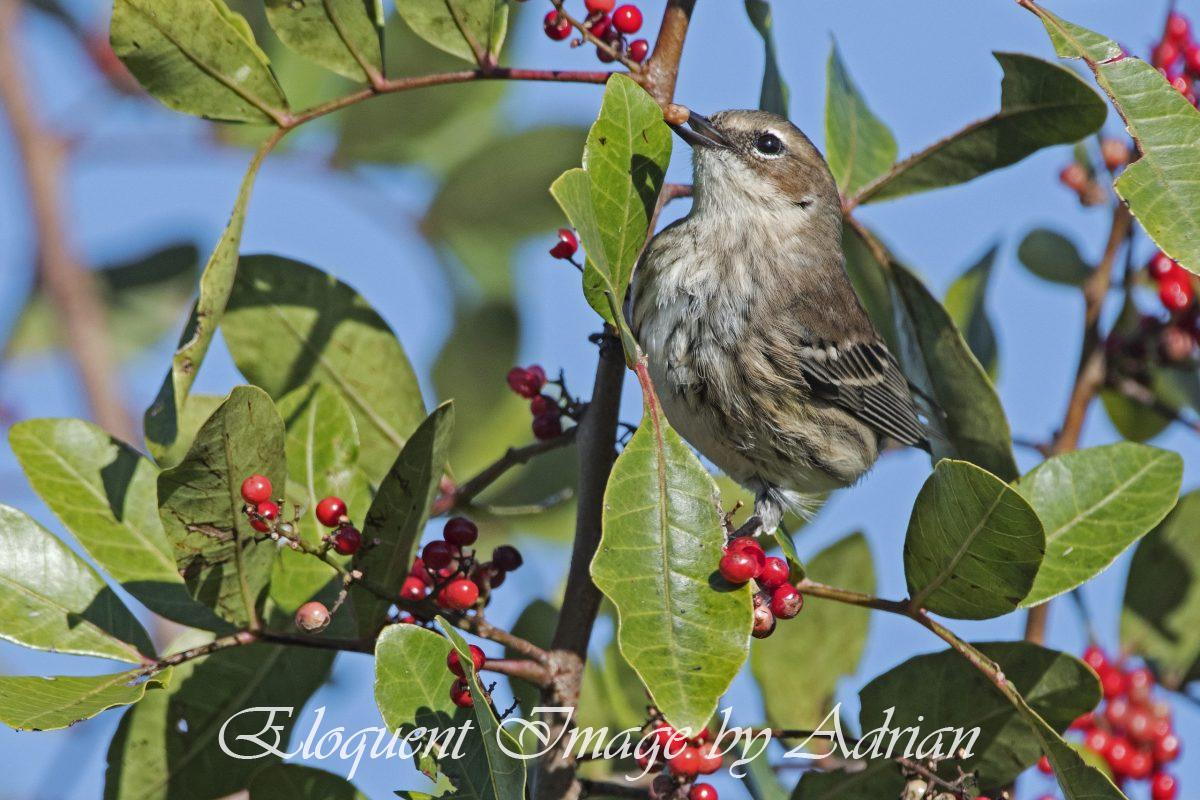 Yellow-rumped Warbler