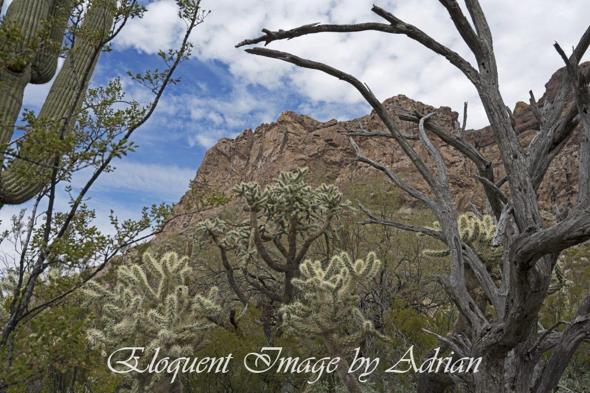 Estes Canyon Loop – Organ Pipe Cactus National Monument (AZ)