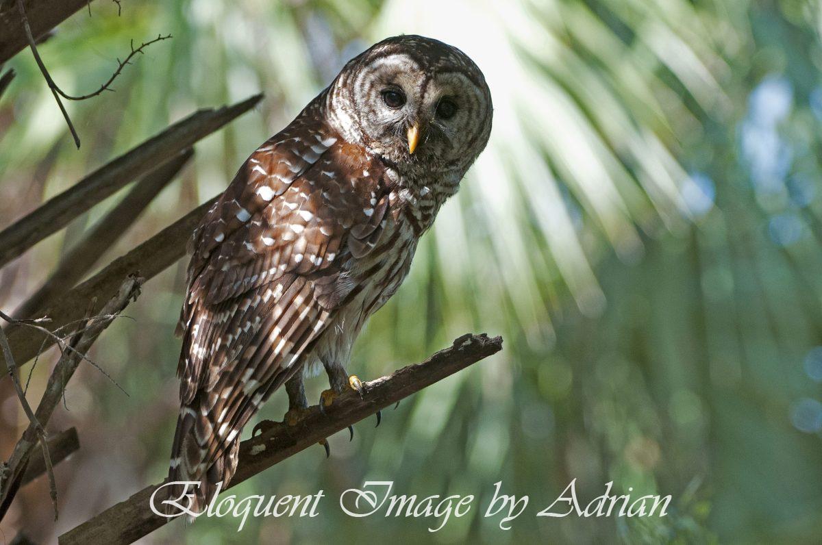 Barred Owl