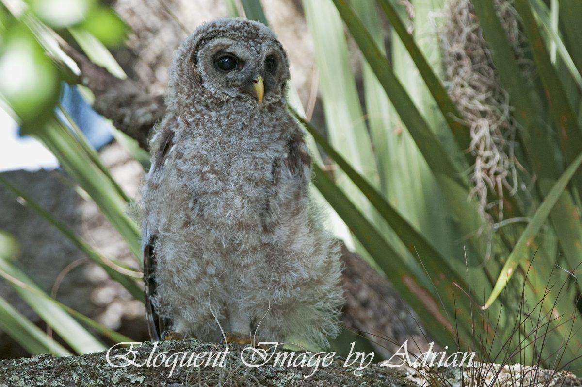 Barred Owl – Chick