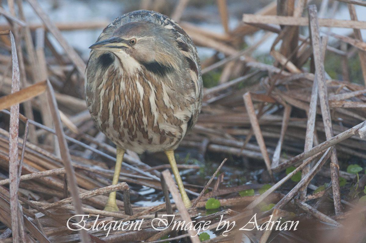 American Bittern
