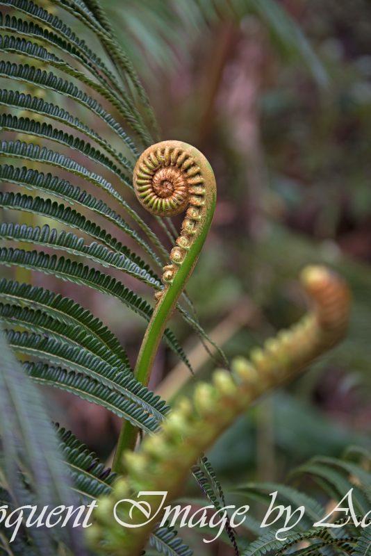 Fern on Kilauea Iki Trail (Hawaii)