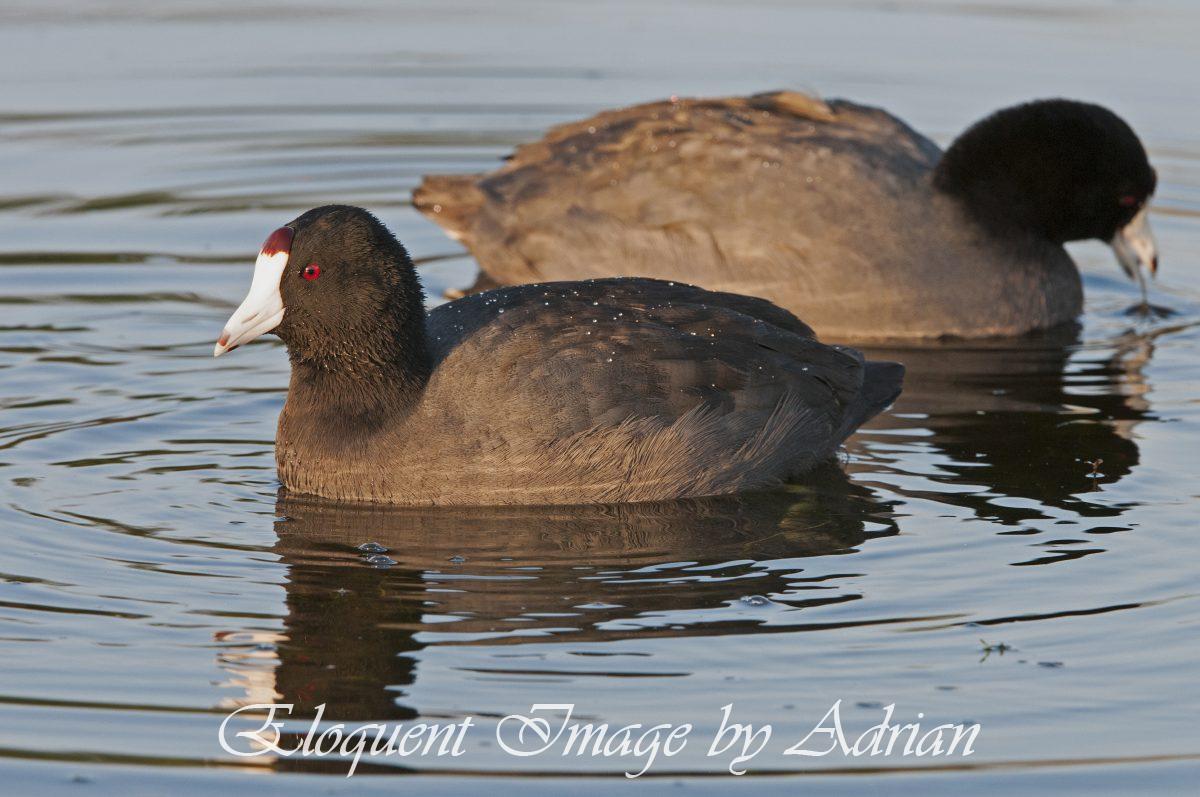 American Coot