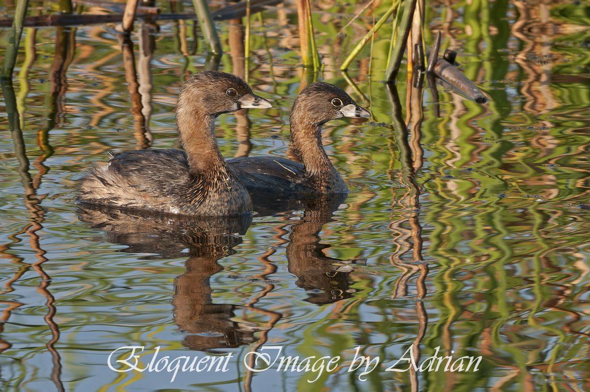 Pied-billed Grebes