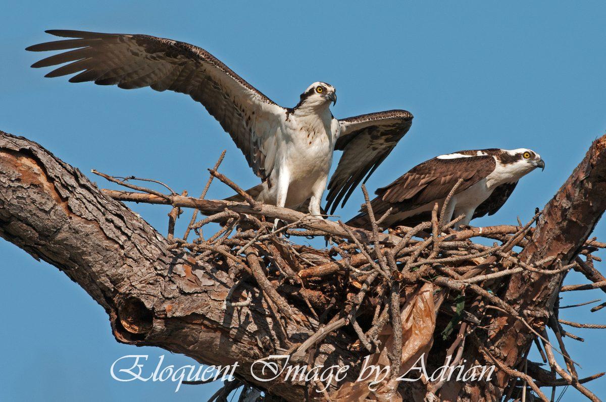 Ospreys
