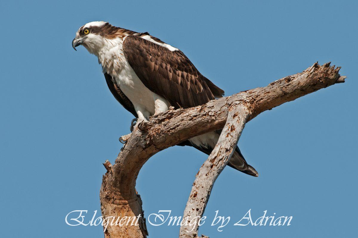 Osprey