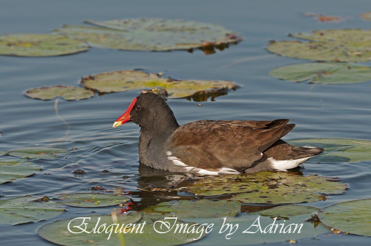 Common Gallinule