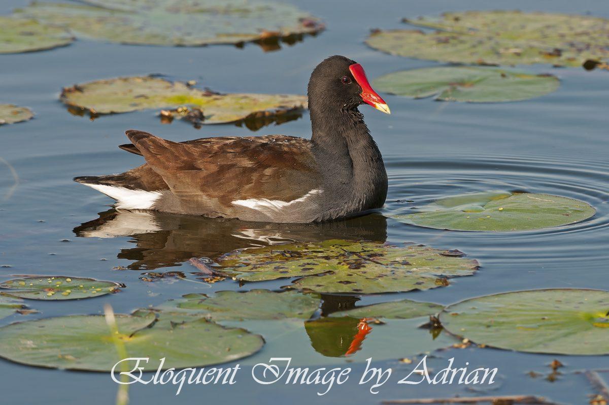 Common Gallinule