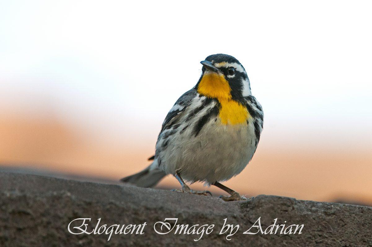 Yellow-throated Warbler