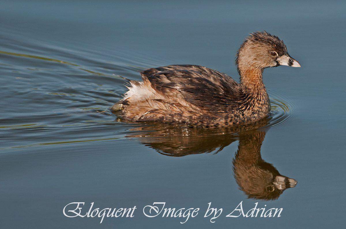 Pied-billed Grebe