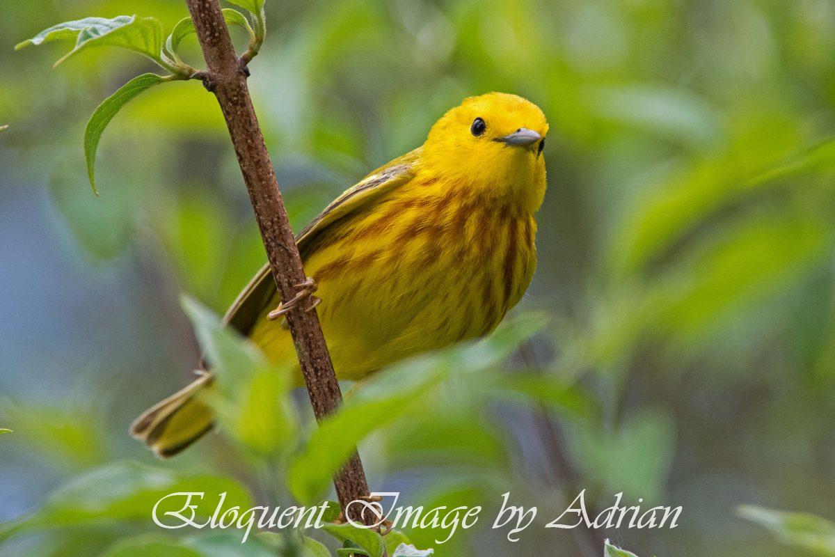 Yellow Warbler