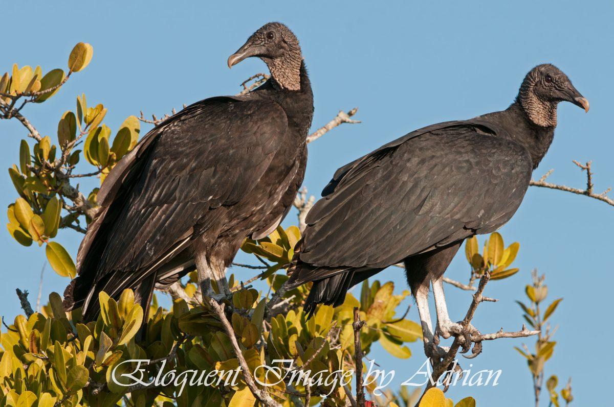 Black Vultures