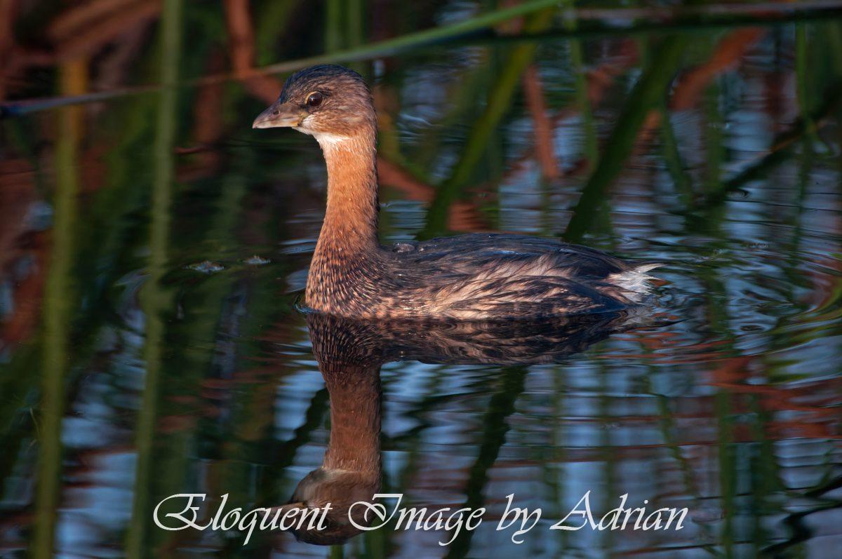 Pied-billed Grebe