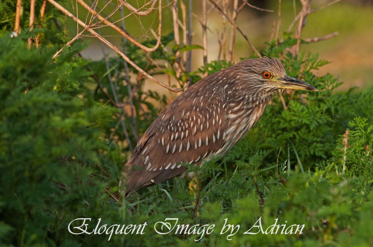 Black-crowned Night Heron (Juvenile)