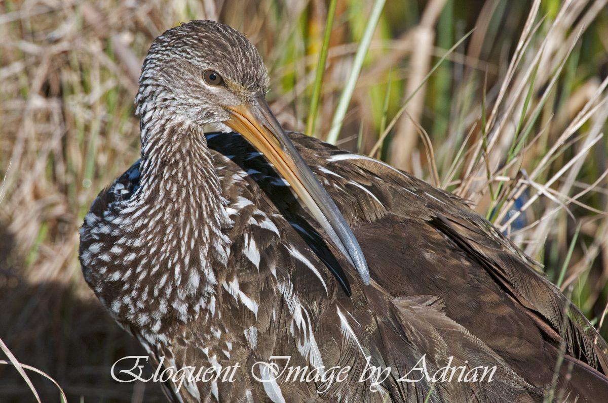 Limpkin