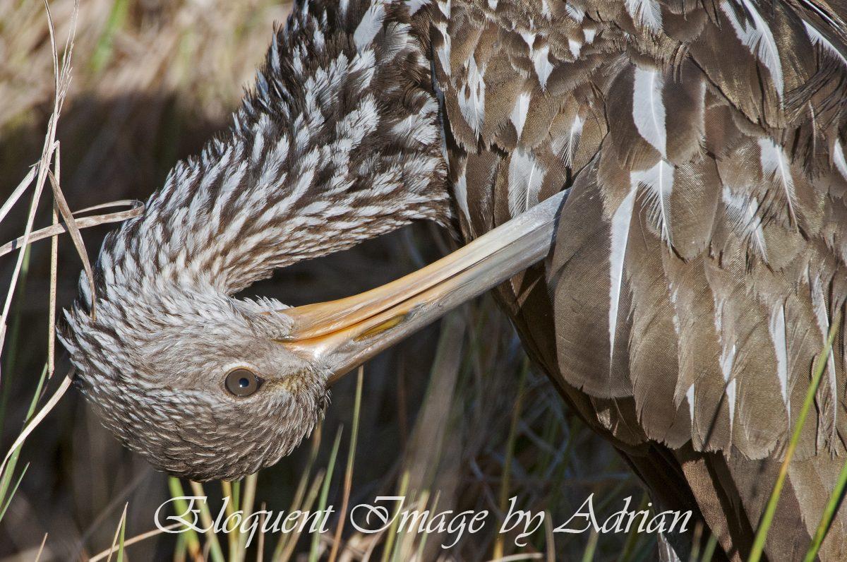 Limpkin