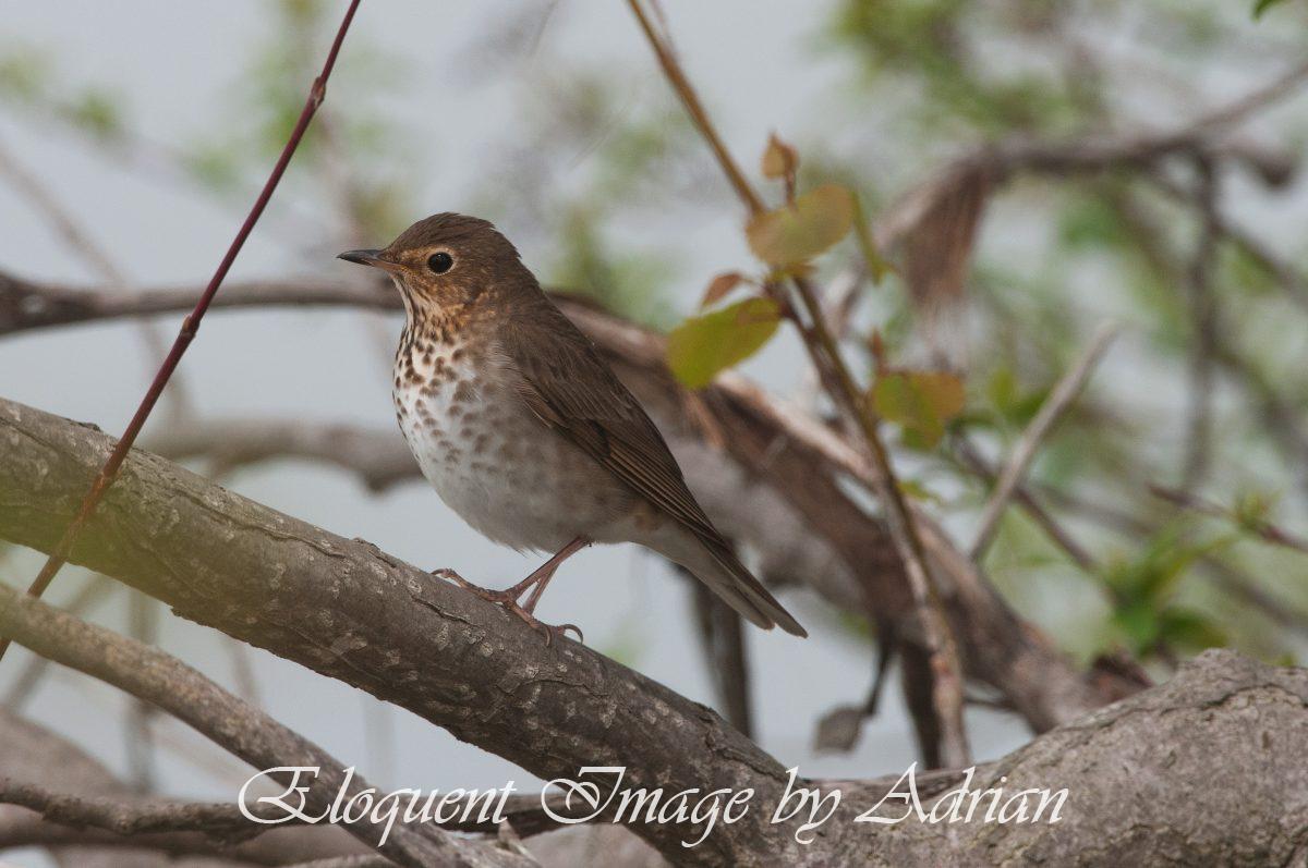 Swainson’s Thrush