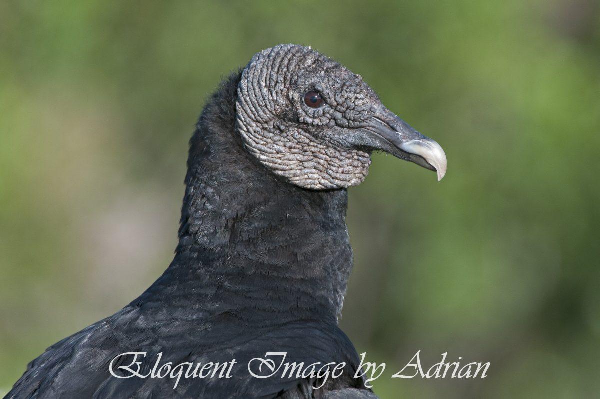 Black Vulture