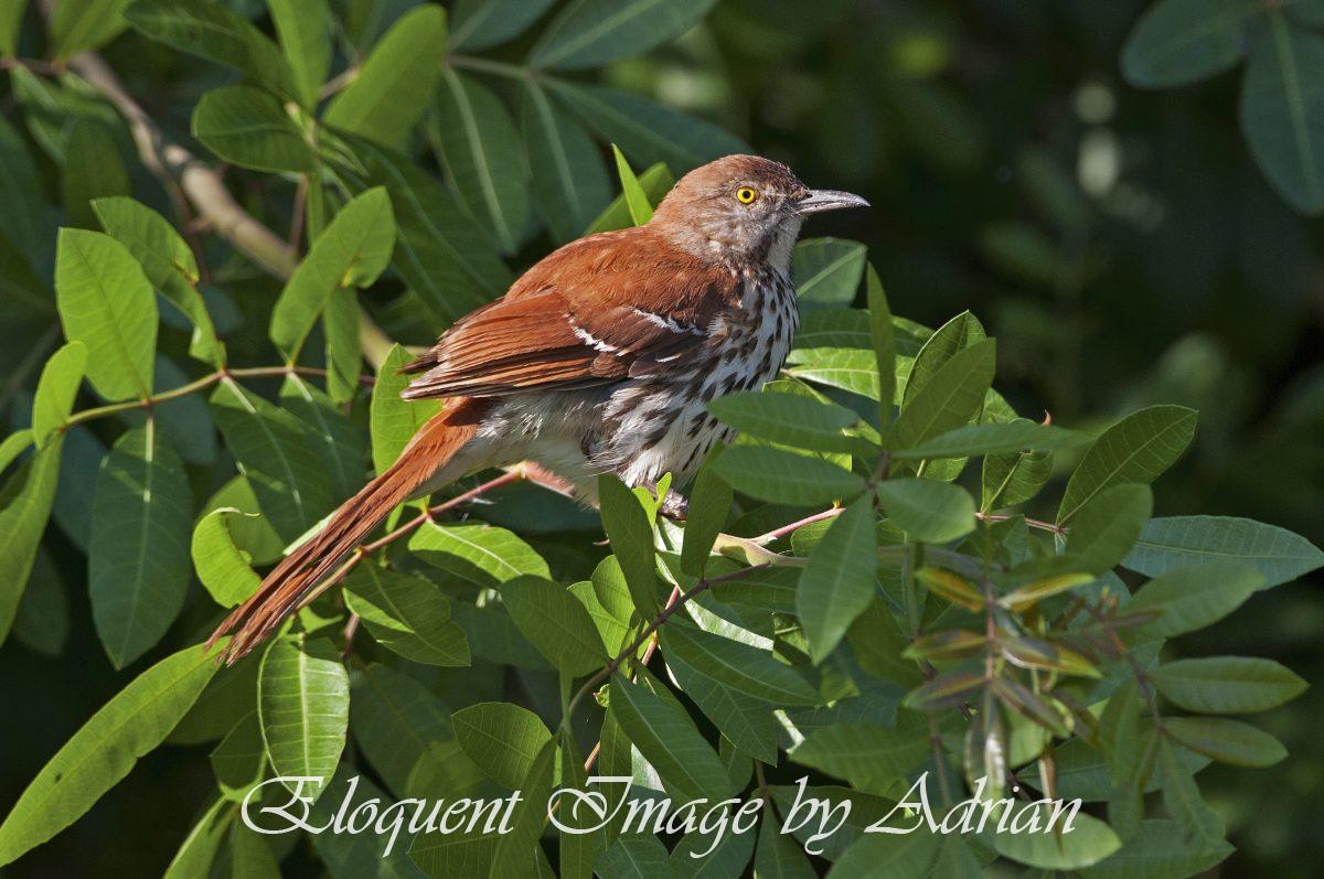 Brown Thrasher