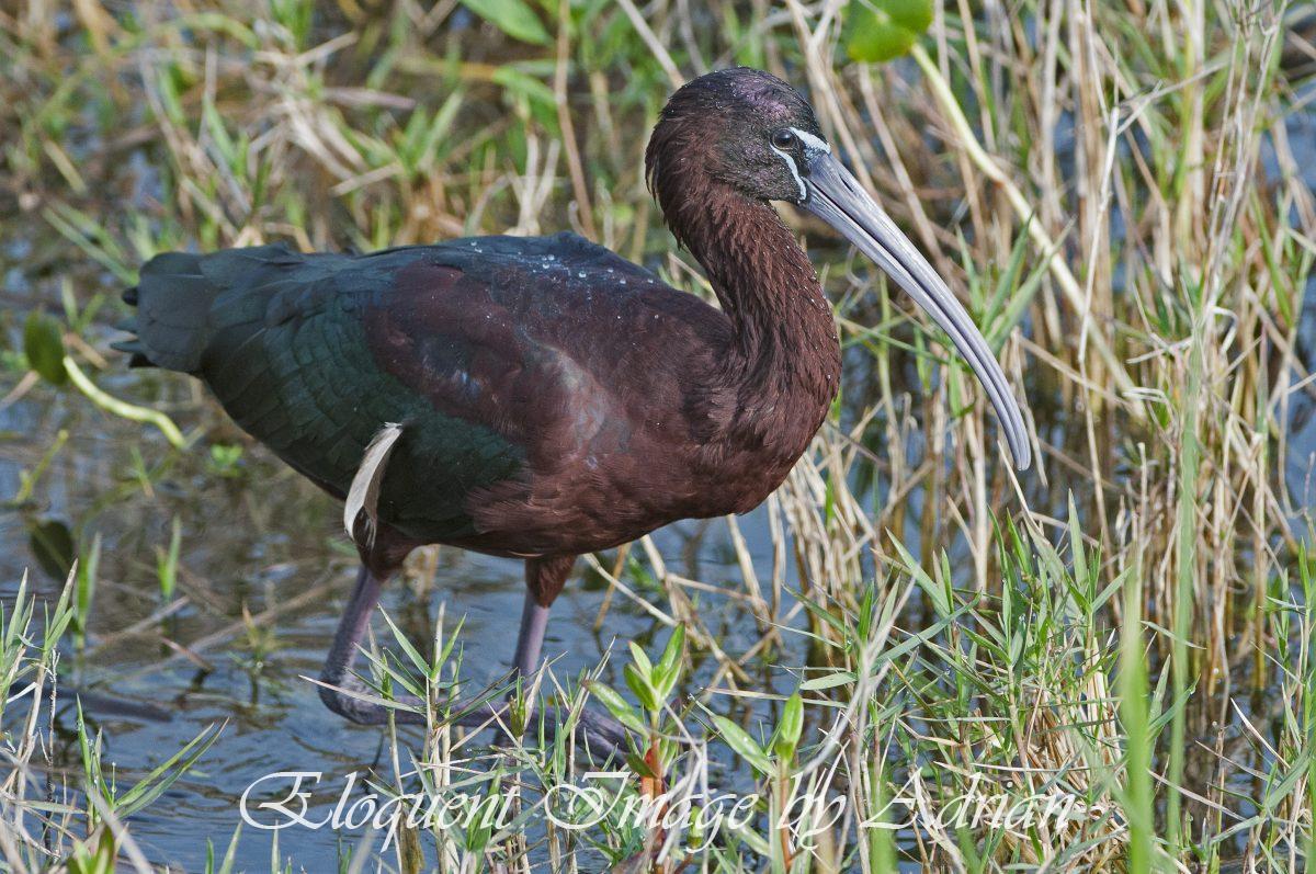 Glossy Ibis