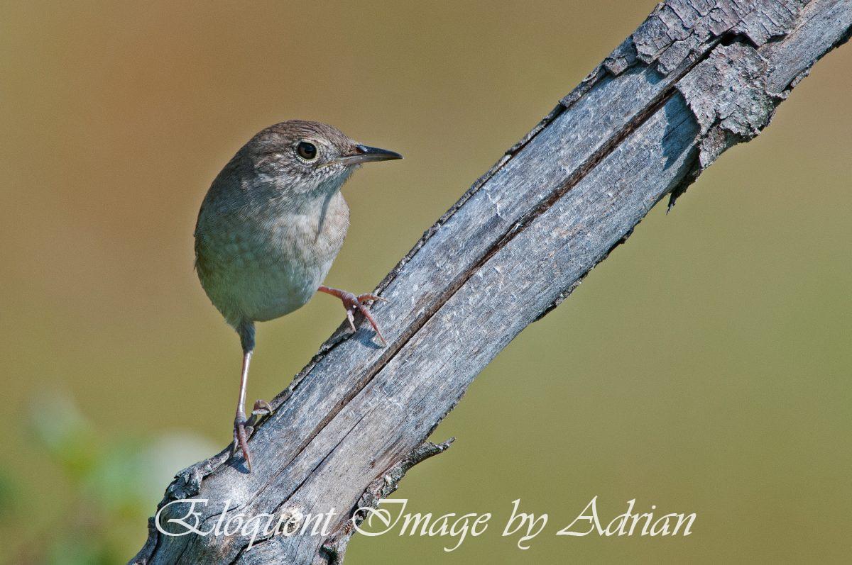 House Wren