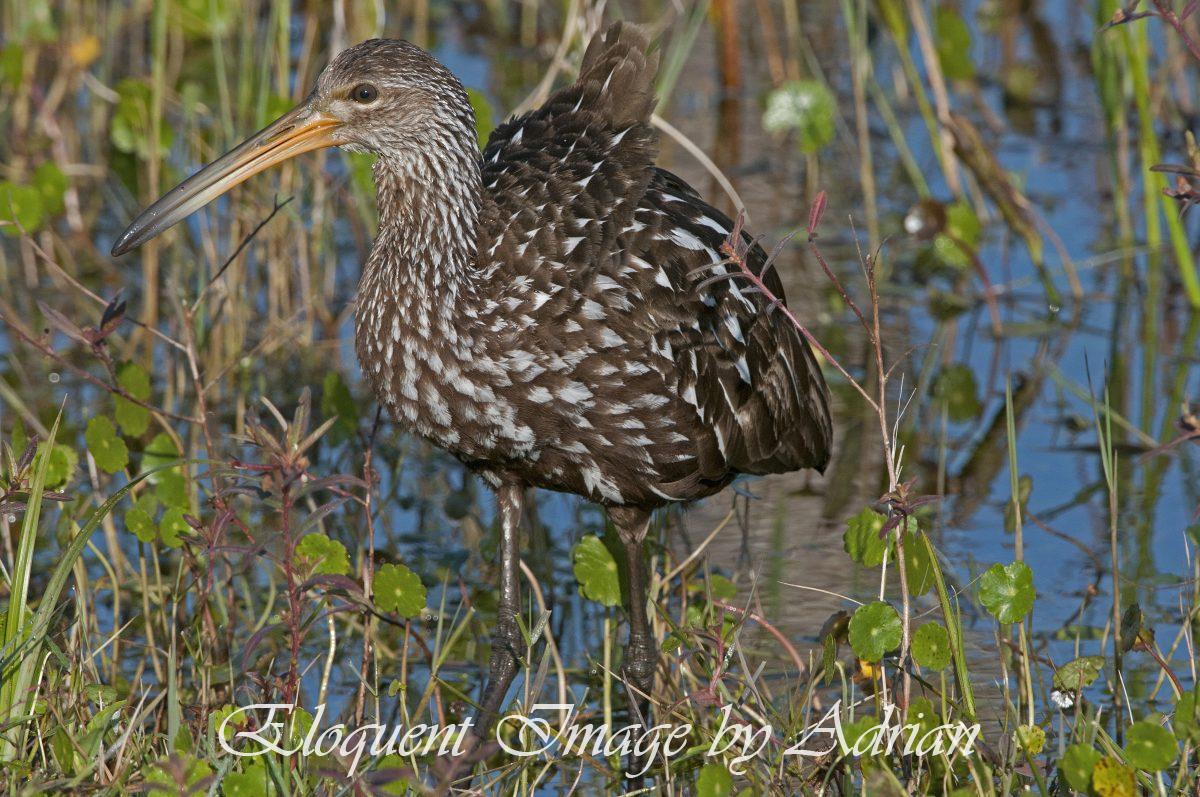 Limpkin