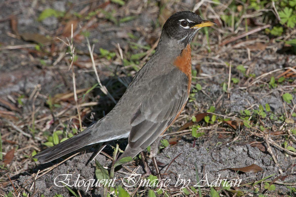 American Robin