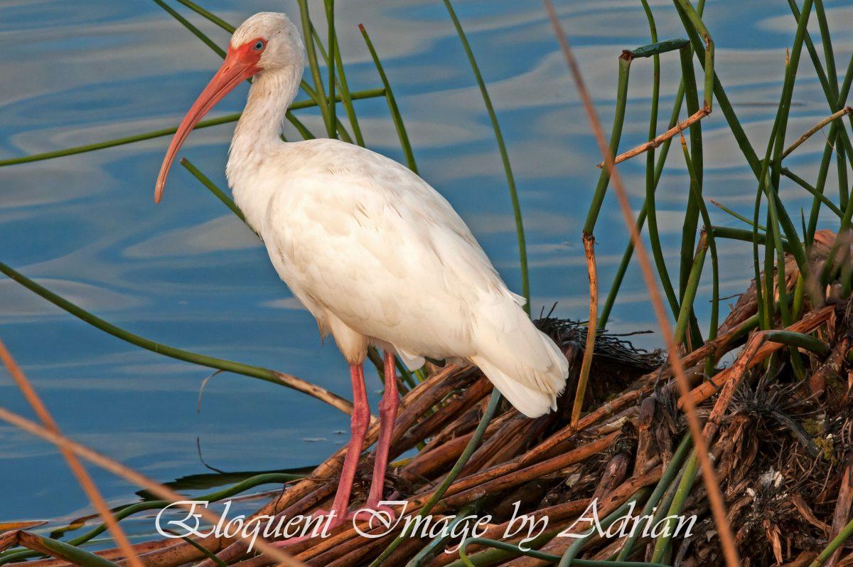 White Ibis