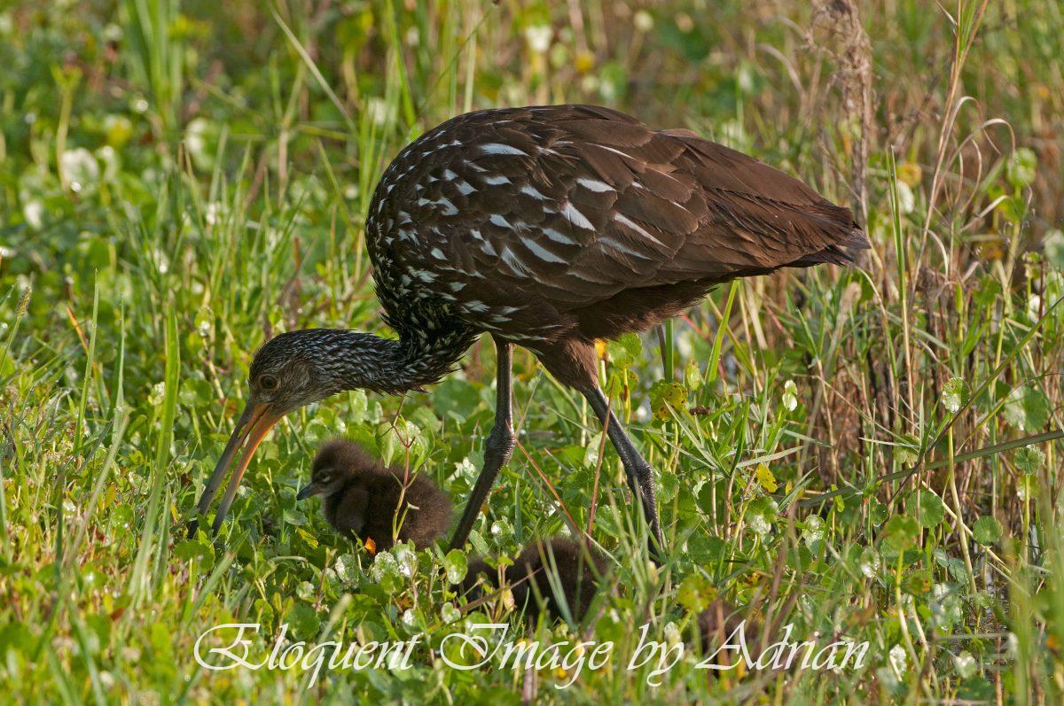 Limpkins
