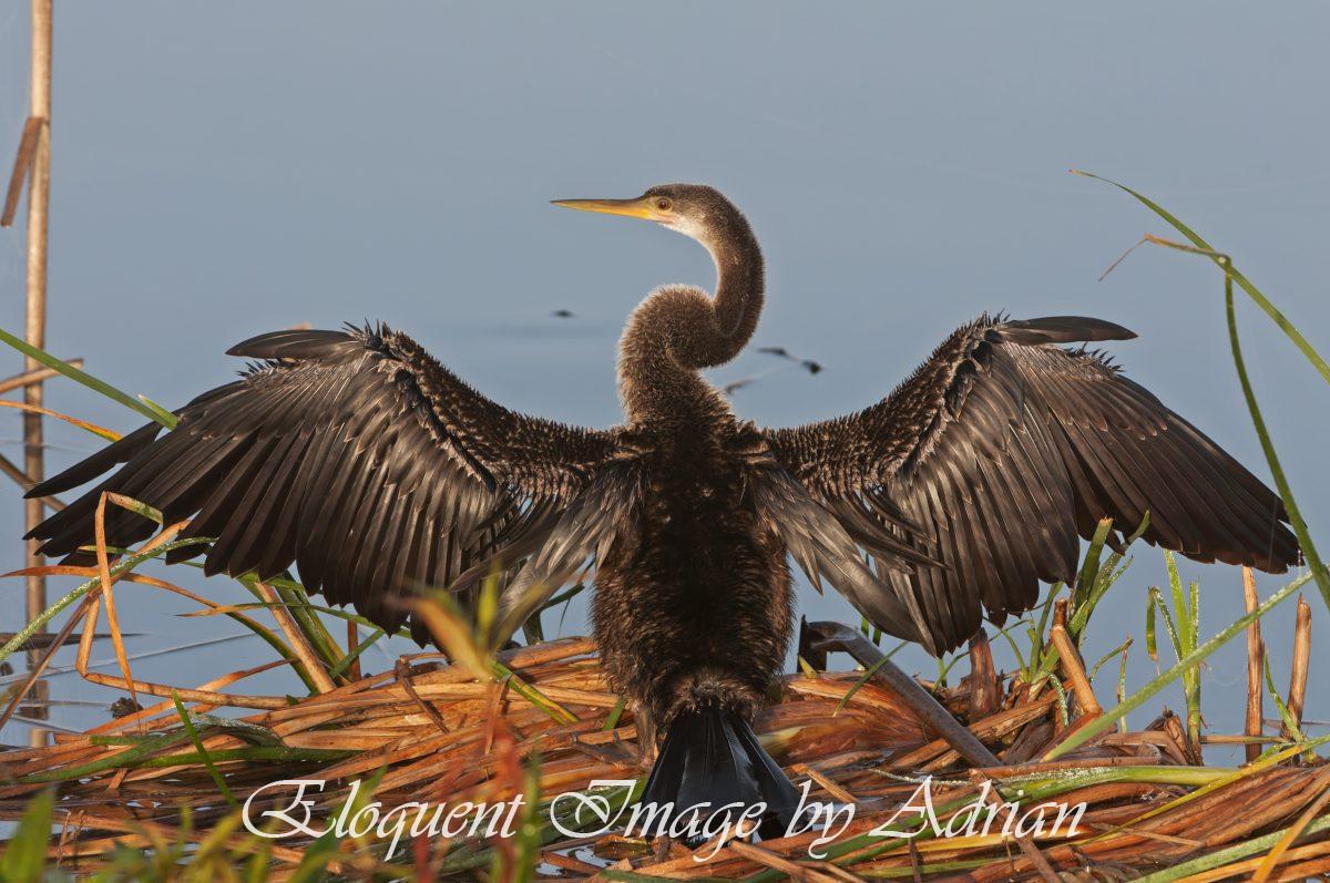Anhinga