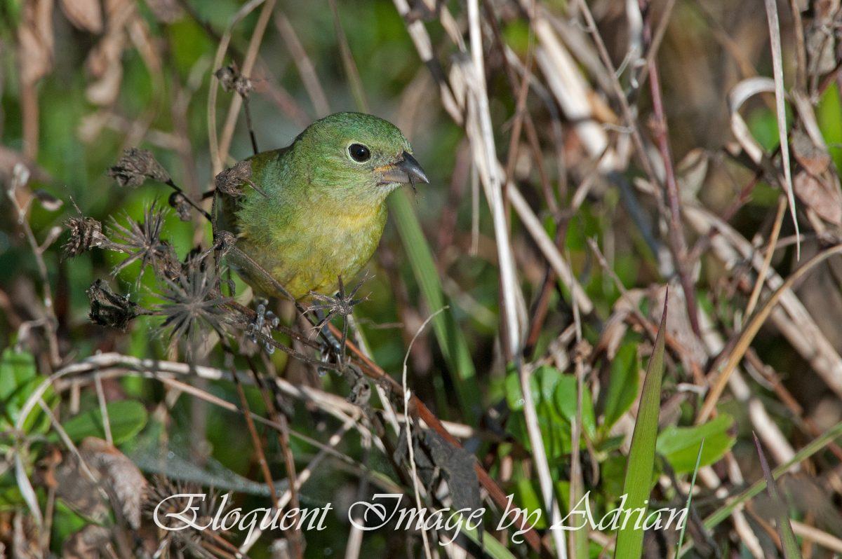 Painted Bunting