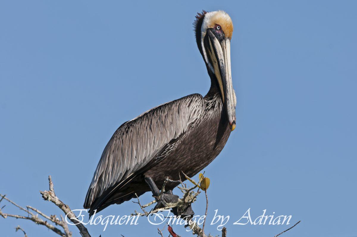 Brown Pelican