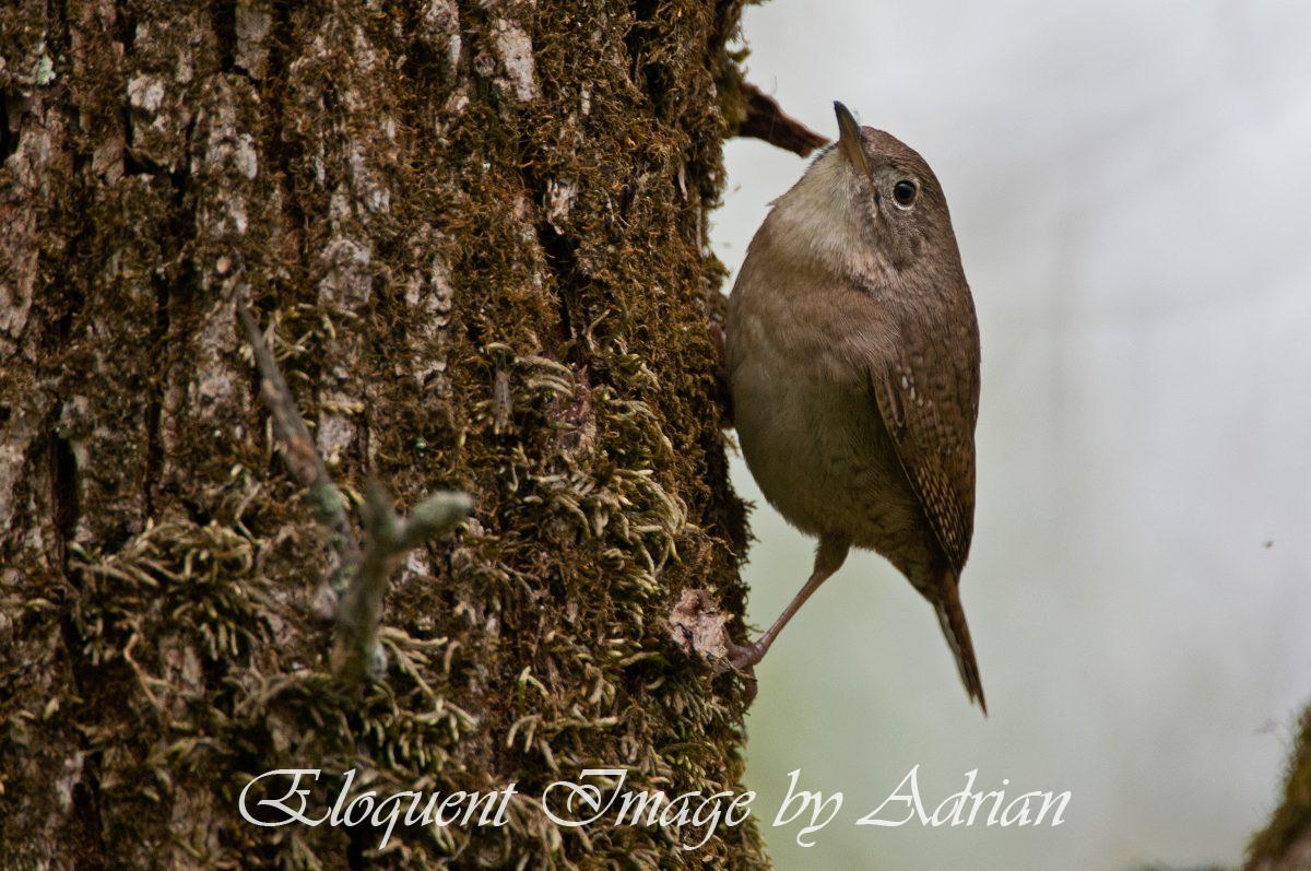 House Wren