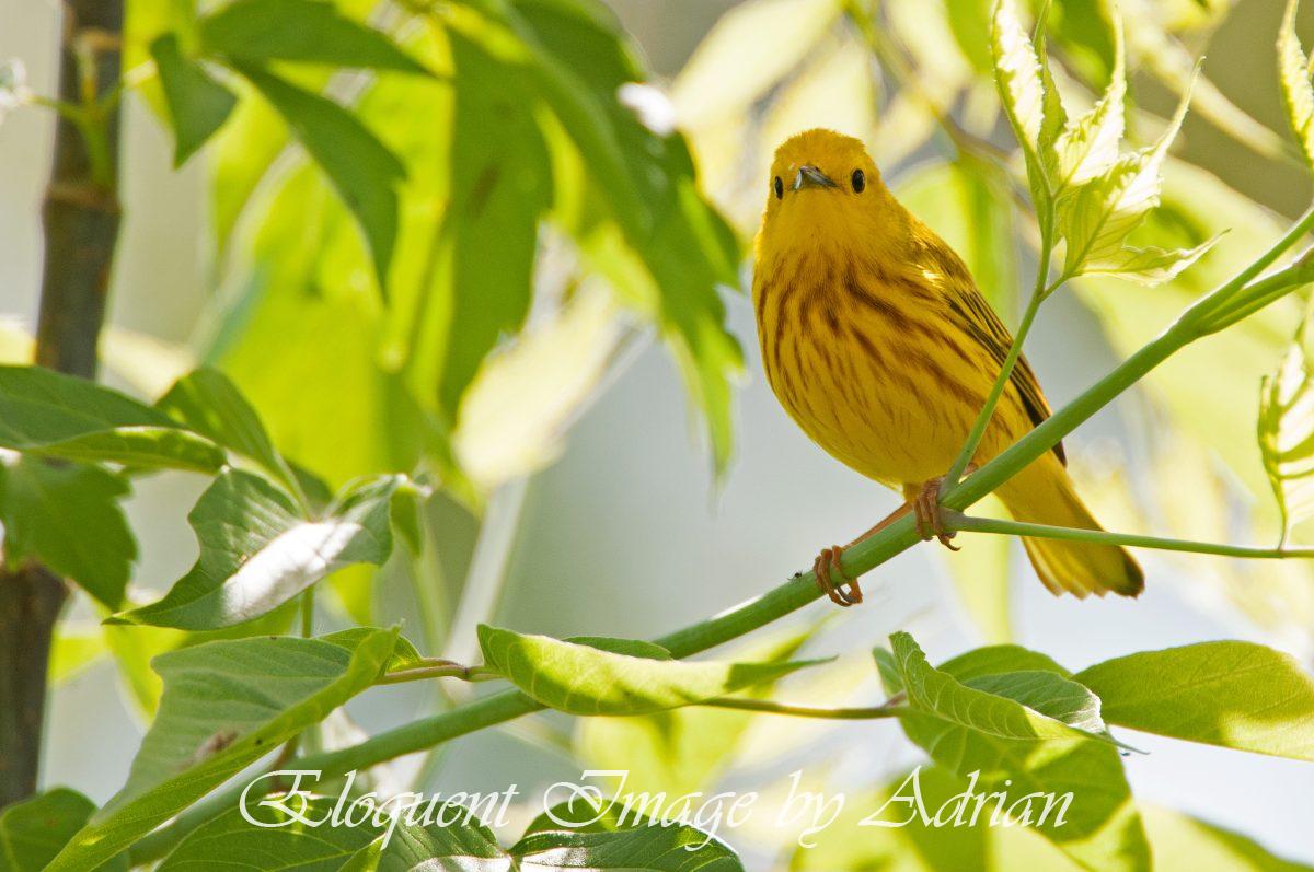 Yellow Warbler