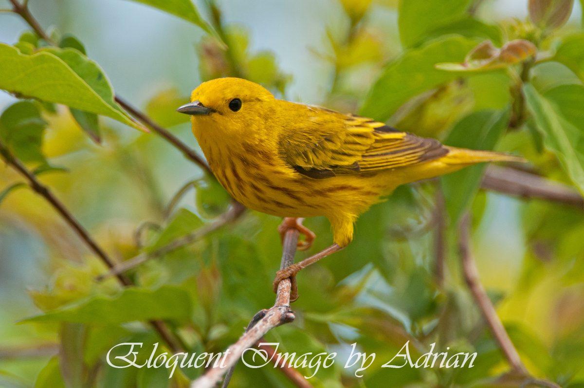 Yellow Warbler