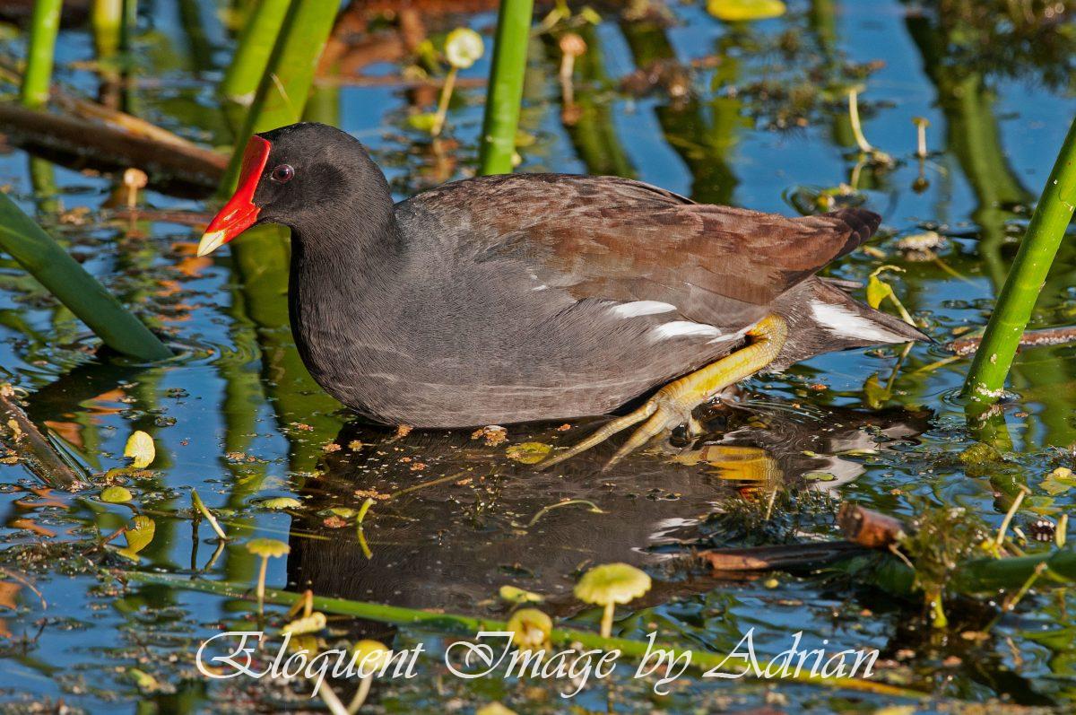 Common Gallinule