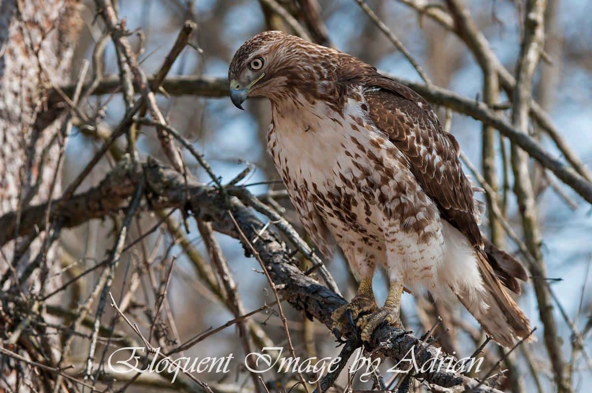 Red-tailed Hawk