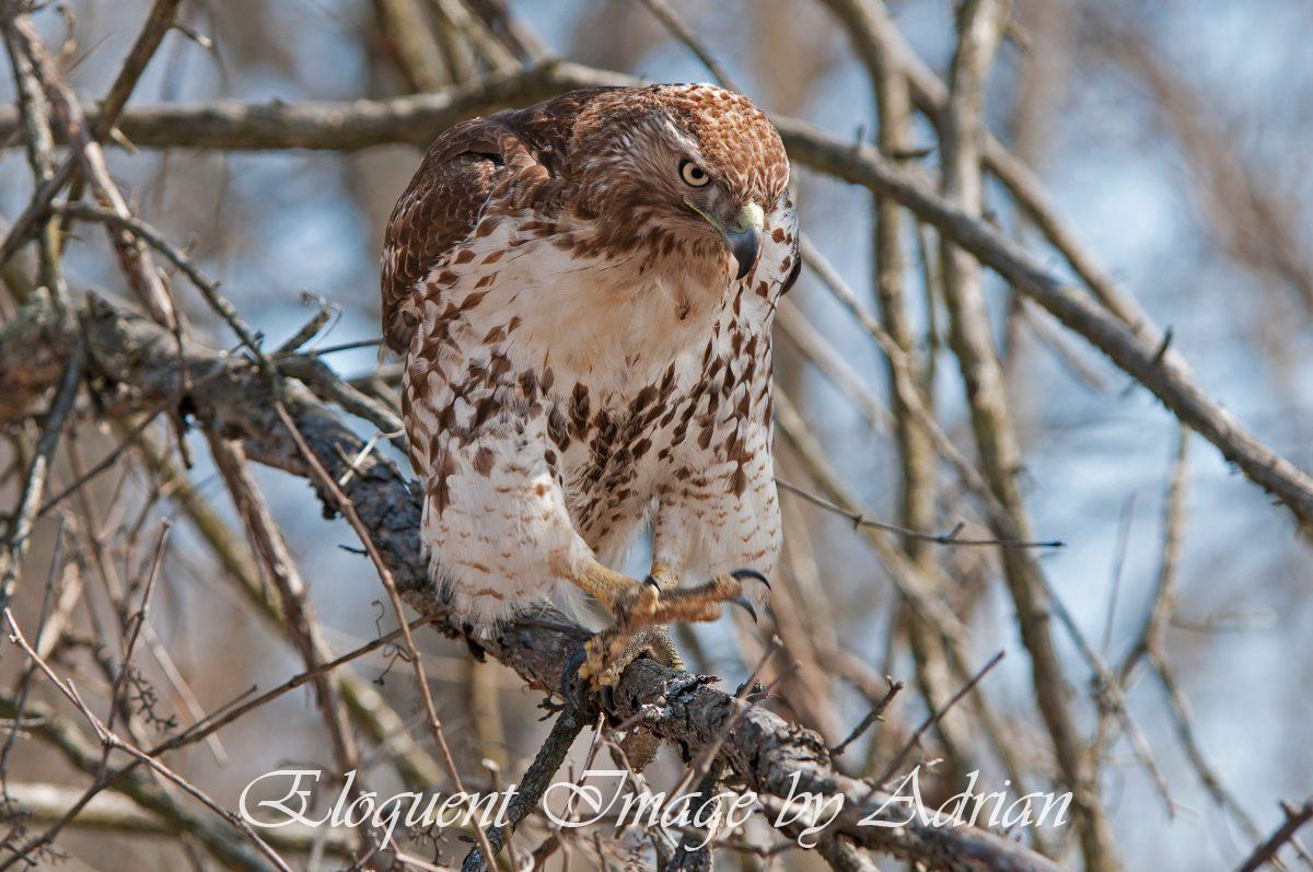 Red-tailed Hawk