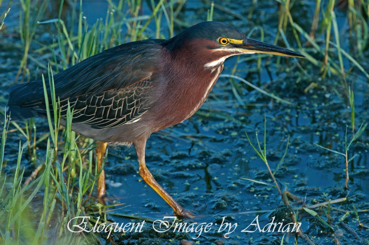 Green Heron