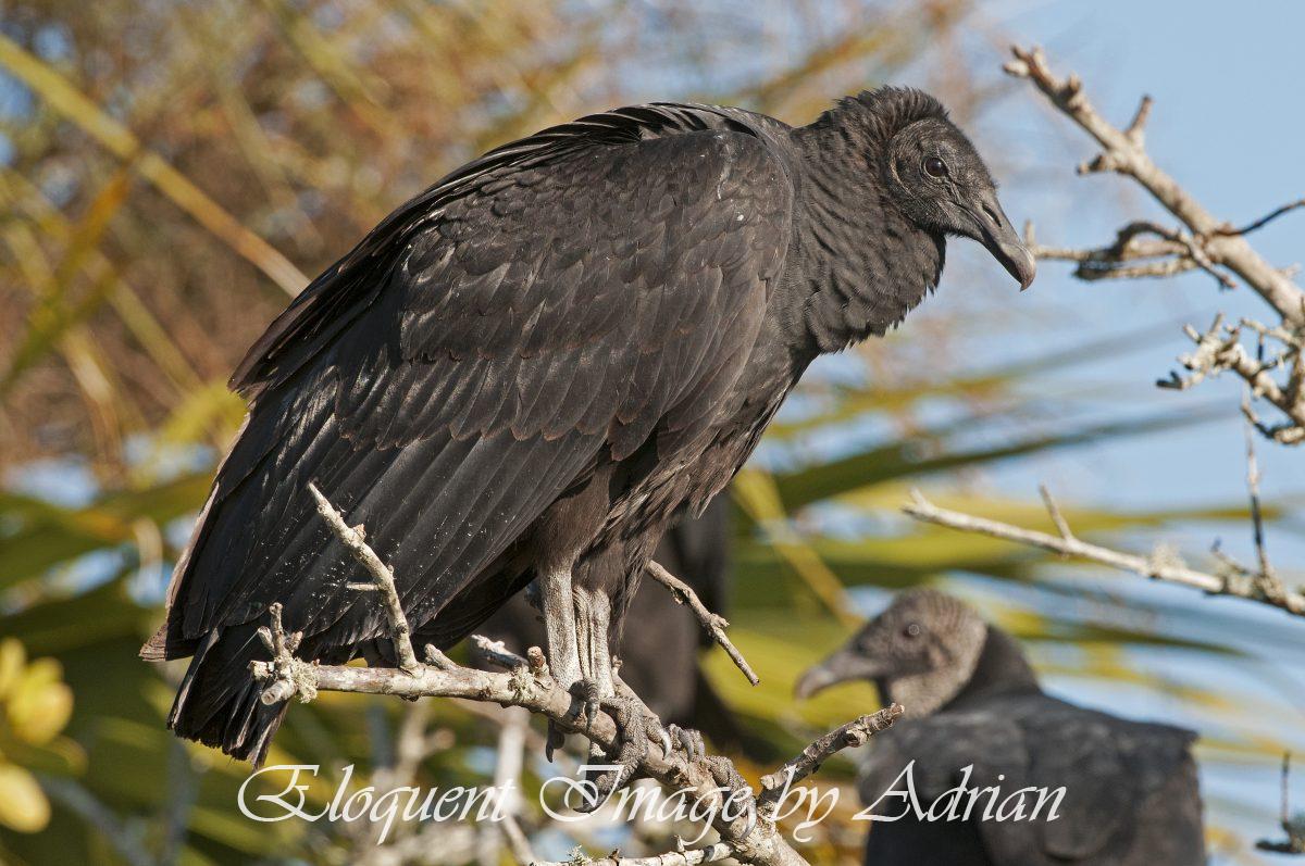Black Vulture