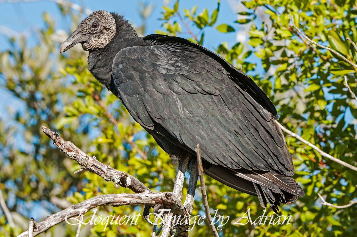 Black Vulture